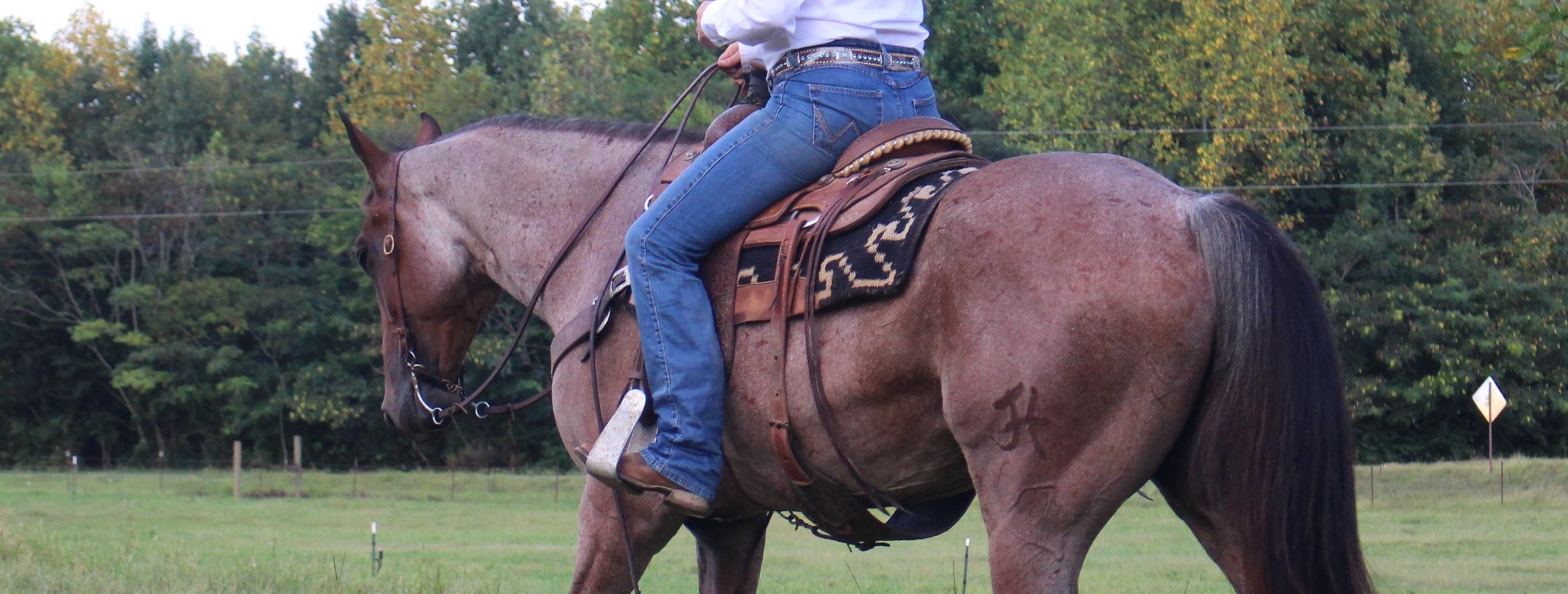 Trail riding AQHA bay roan gelding. Ranch horses for sale in North Alabama