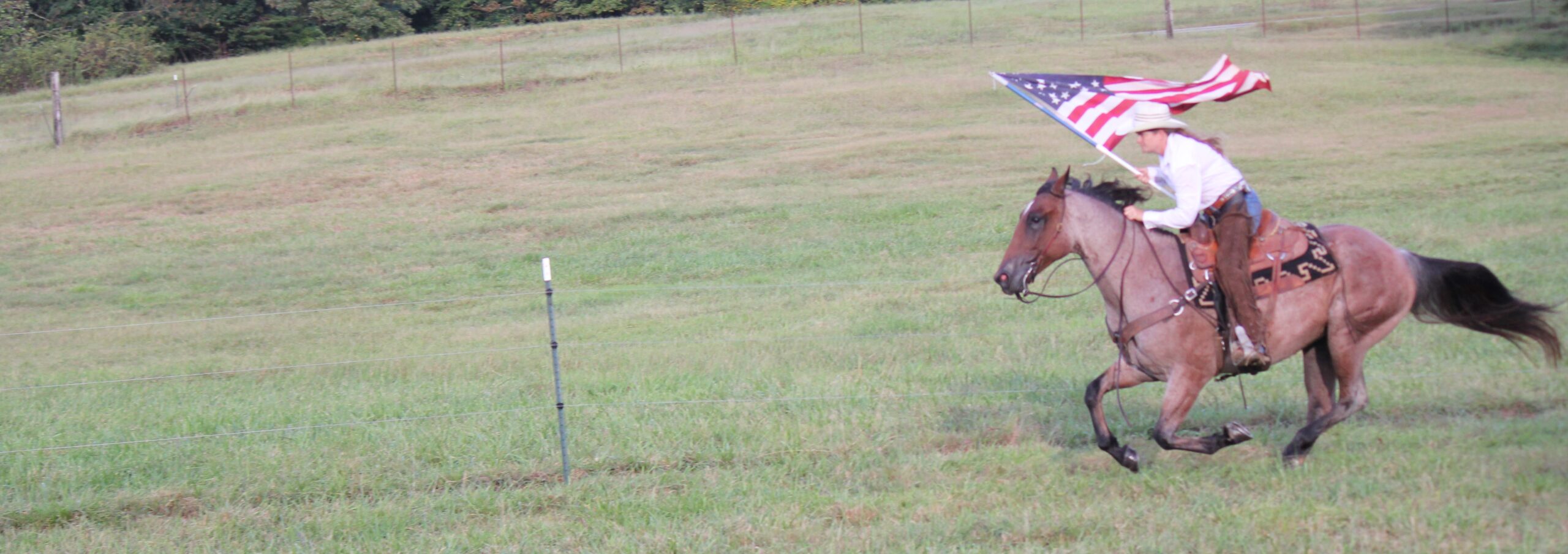 Horse carrying American Flag - Circle W Livestock has horses for sale in Alabama